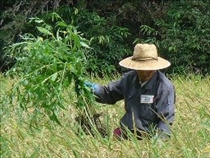 人の丈ほどある雑草も