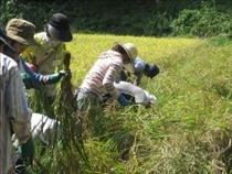 稲刈りに収穫の喜びがじわり