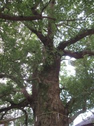 2014年春、長崎出身の福山雅治さんの「クスノキ」という曲で新たな脚光を浴びた山王神社の「被爆クスの木」