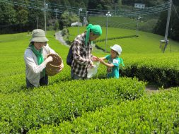 摘んだ茶葉は籠やビニール袋へ