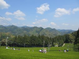 美しい茶畑の風景