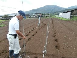 種まき位置が分かるように線を引きます