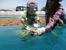 「マルチ」に切れ目を入れて苗植え