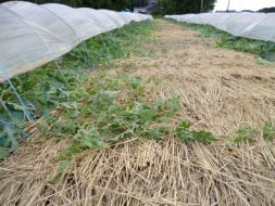 防草や保温のため、わらを敷きます