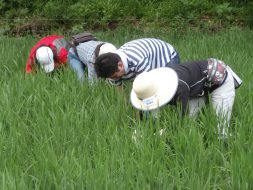 中腰での草取りは結構きつい！