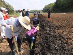 田んぼに水を送る給水管用の溝掘り