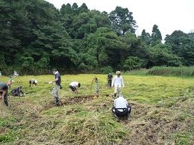 稲穂の頭が重いのか、風の影響かほとんどの稲は倒伏（とうふく）していて作業が難行します。※倒伏とは、稲穂が寝ているようす。