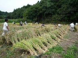 刈りとった稲の束はおだがけで天日干しに。めずらしい変わった形ですね！