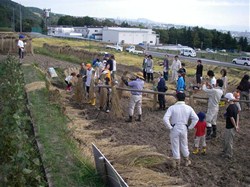 端から稲を掛け始めます