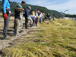 田んぼの持ち主･生産者の土屋さんに、稲刈りの方法を教えてもらいました。