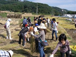 人数が多いので、みんなで行うとみるみるうちに刈った稲が束ねられていきます