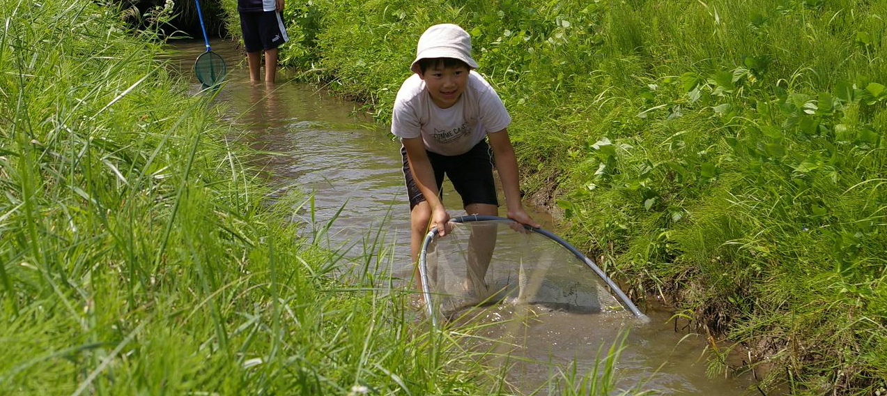 生きもの調査には子どもも参加