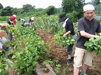 枝豆の収穫作業の様子.jpg