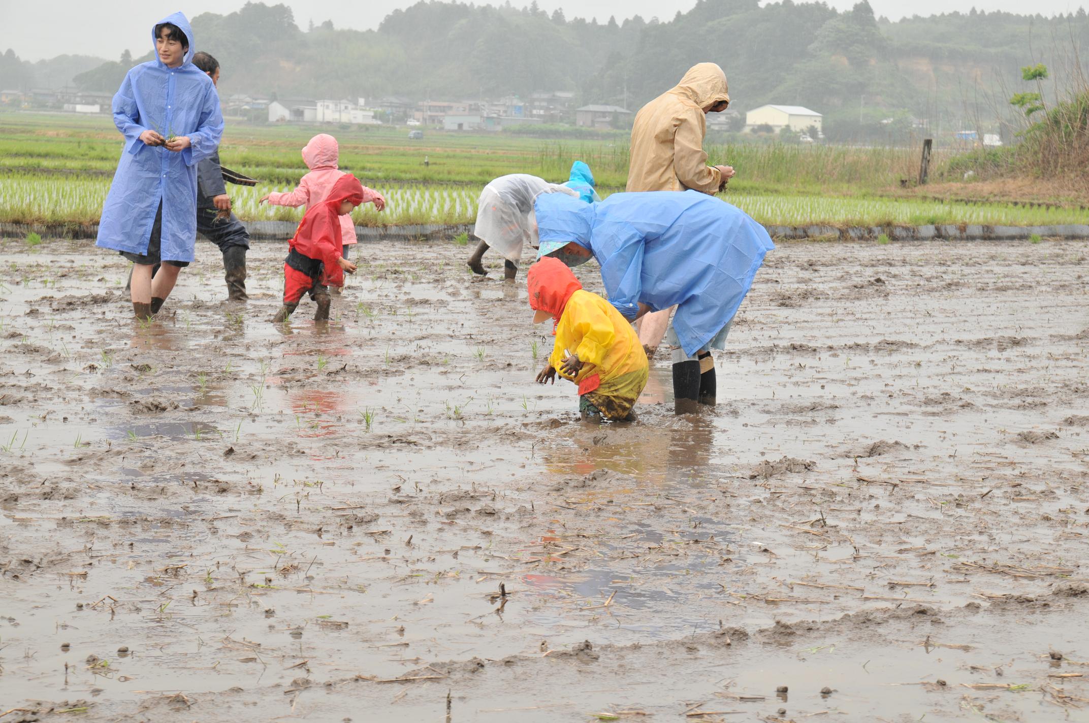 (農)房総食料センター頑張った雨の日の田植え