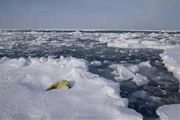 流氷に揺られて