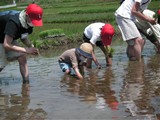 田植えその３