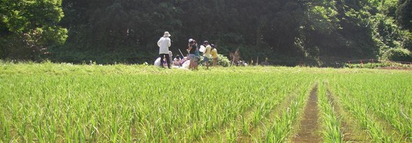 田んぼの生きもの調査　－JA秋田おばこ南外（なんがい）編－