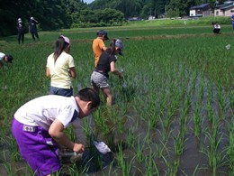 網で田んぼの水の中にいる生き物をすくい取ります。「カエルが怖くて触れない」なんて子も