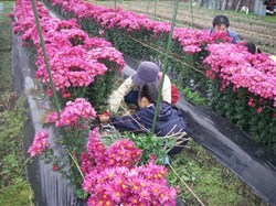 高橋さんは花も生産、花の摘み取りもさせていただきました