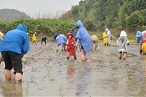 田植え作業"