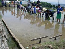 約1時間かかりました「田植え機がないころは大変だったんだなあー」