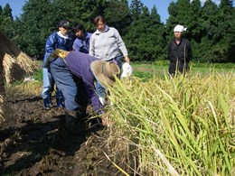 さすがプロ、みるみるうちに刈っていきます