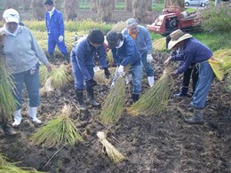 稲を束ねるのに一苦労、見るとやるのとでは大違い