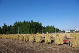 この天日干しの姿を「穂仁王（ほにょ）」というそうです