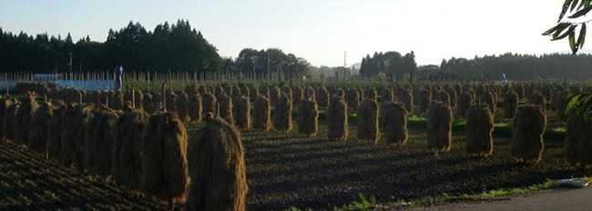 夕方になり外に出ると「ほにょ」が夕日に染まってとてもきれいでした