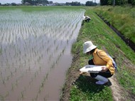 田んぼの調査