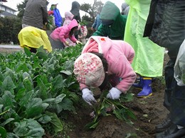 雨の中の収穫となりました