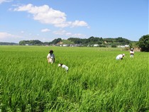 草取り作業"