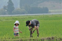 田んぼの草取り作業を体験します"