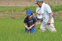 田んぼに入って生きもの調査"