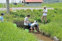 用水路の生き物を調べます