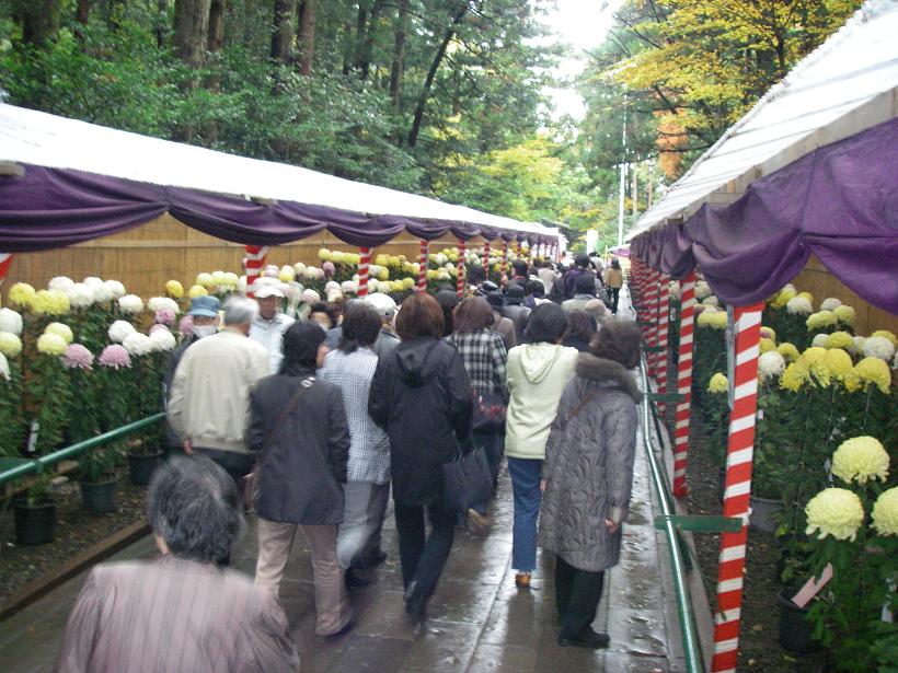 11月1日から24日までの菊まつりの後半にあたるため少々元気のない菊も見受けられましたが、県内外の菊づくりの愛好家が丹精込めた作品が並べられ、色とりどりの菊がいろんな仕立て方で、見る人を魅了していました。