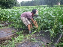 枝豆は株ごと抜き取って収穫