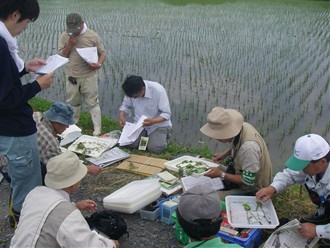 植物の調査では図鑑と見比べながら種類を特定