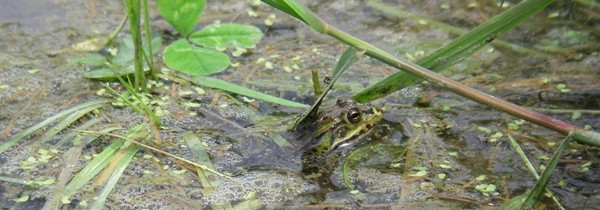 20100714-1.jpg