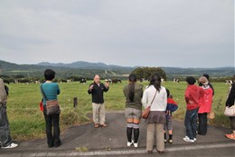 八雲町育成牧場見学