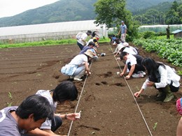 種まき作業