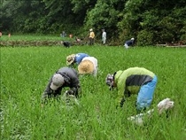 夏は雑草との格闘の時期