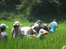 稲の葉でけがしないように草取り