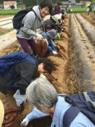 里いもの収穫体験