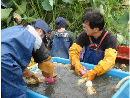 収穫したれんこんの水洗い