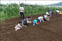 このひもに沿って種を植えるんだね