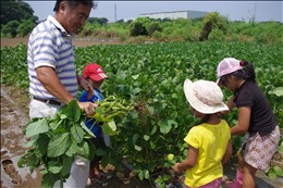 面白かった枝豆の収穫