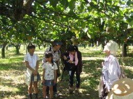 頭上に気を付けて梨の収穫体験