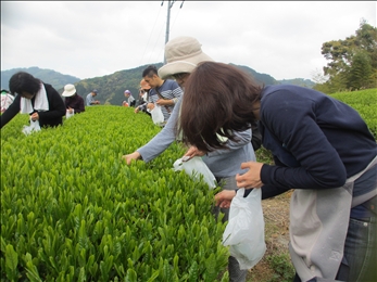 お茶の葉を丁寧に摘みました