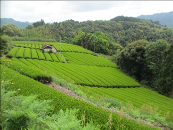 長年農薬無散布で栽培を続けてきた茶畑